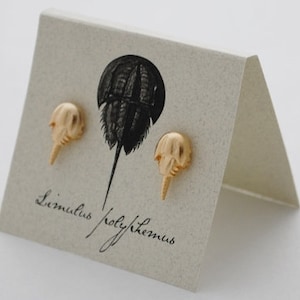 Horseshoe Crab Post Earrings - 14k gold plate