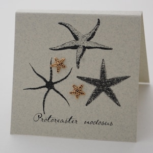 Starfish Post Earrings - 14k gold over sterling silver