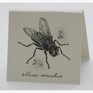 Pendiente con forma de mosca - plata de ley