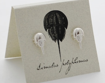 Horseshoe Crab Earrings (sterling plate) - Limulus STUDS