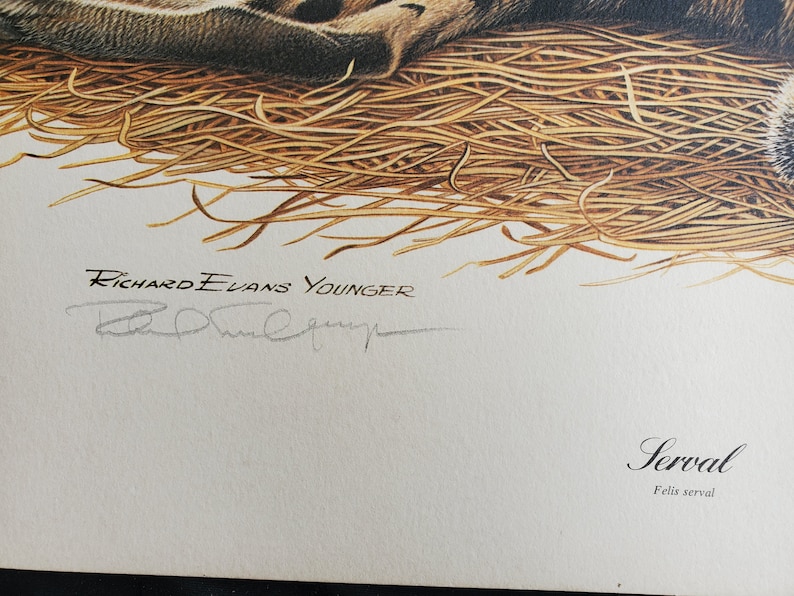 Signed by artist. Serval lithograph by Richard Younger