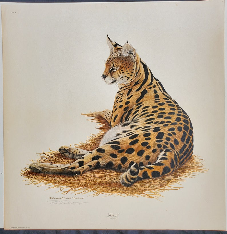 Signed by artist. Serval lithograph by Richard Younger