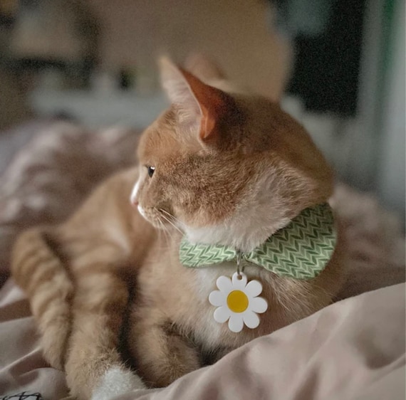 Personalised cat accessories hotsell