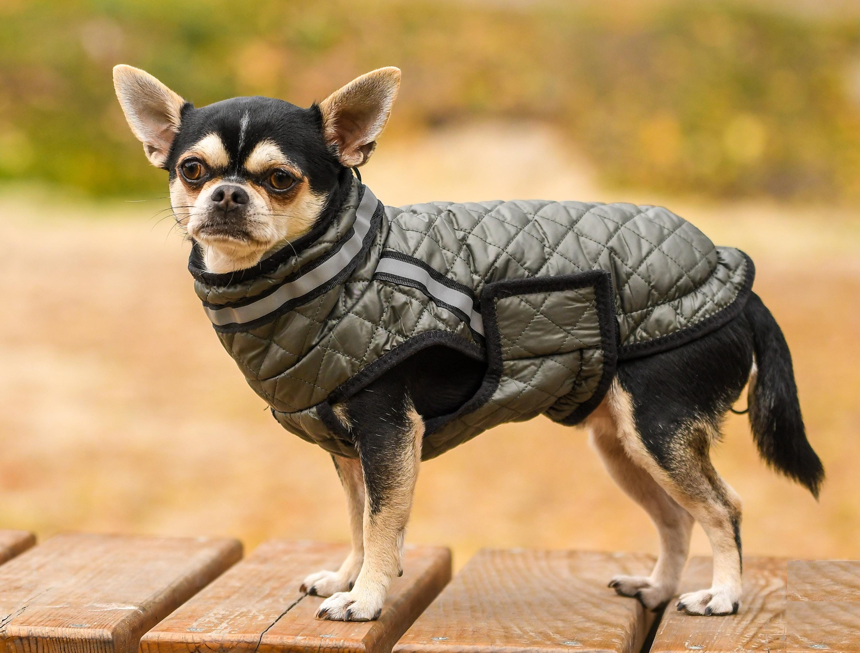 Cockapoo Dog Jacket Canada