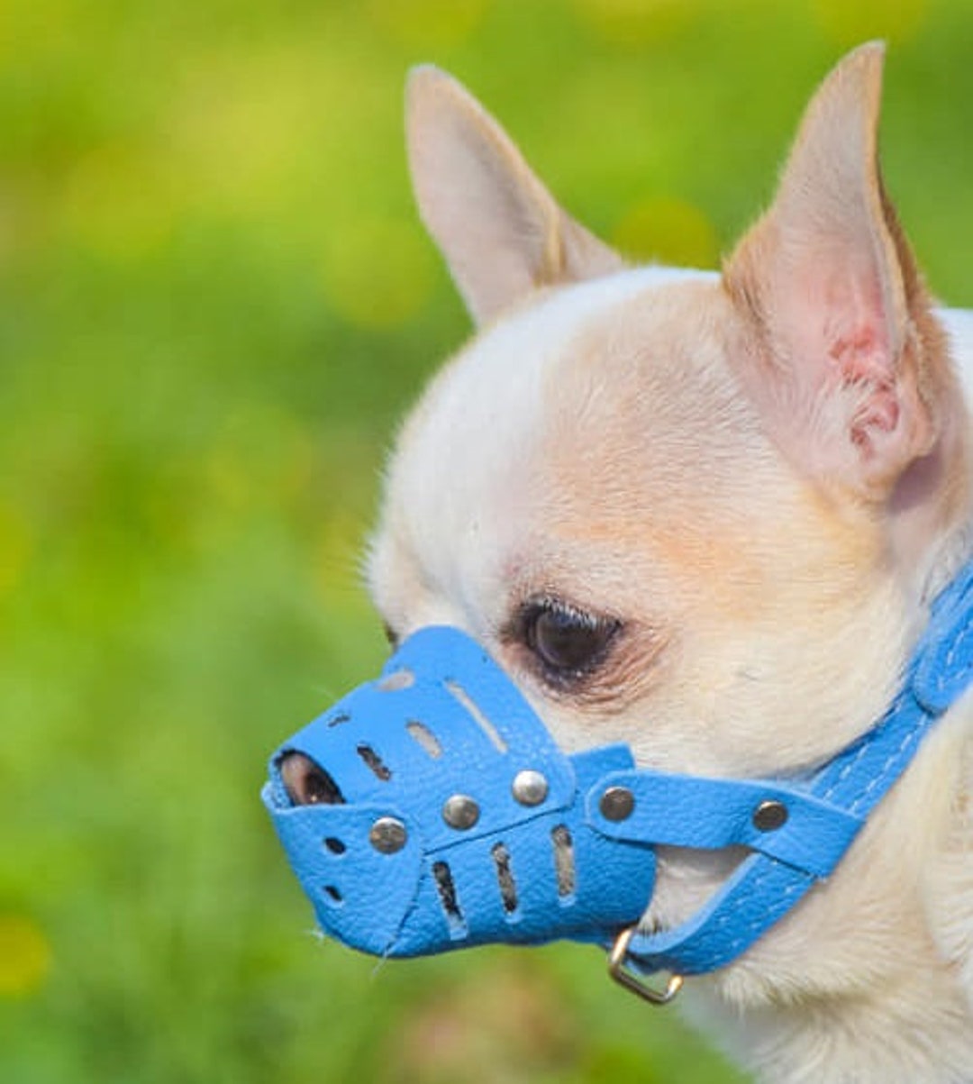 ソフトレザー犬用口輪：小型犬用、カラフルなデザイン - Etsy 日本