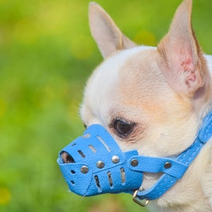 Könnte beinhalten: Ein kleiner, weißer Hund, der eine blaue Leder-Maulkorb mit Metall-Akzenten trägt. Der Maulkorb hat ein Netzdesign, damit der Hund atmen kann.