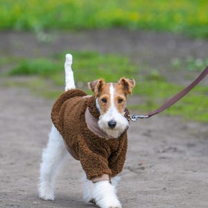 Puede incluir: Un perro Wire Fox Terrier con un abrigo marr&oacute;n estilo osito de peluche, caminando por un camino de tierra. El perro est&aacute; con correa, con pelaje blanco y canela, y una cola esponjosa. El fondo est&aacute; borroso con hierba verde.