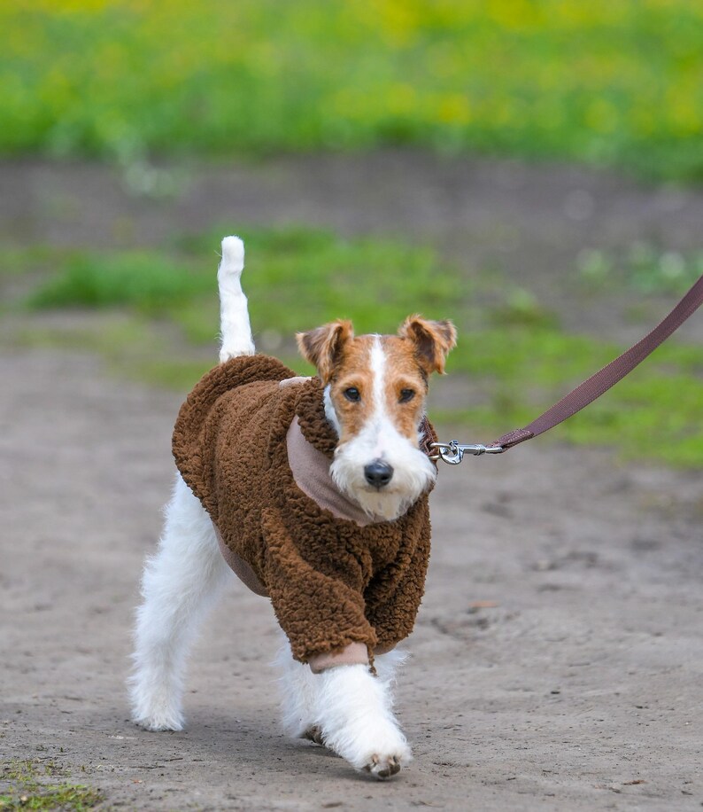 Puede incluir: Un perro Wire Fox Terrier con un abrigo marr&oacute;n estilo osito de peluche, caminando por un camino de tierra. El perro est&aacute; con correa, con pelaje blanco y canela, y una cola esponjosa. El fondo est&aacute; borroso con hierba verde.