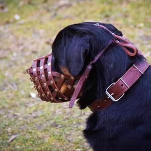 Puede incluir: Un perro negro con un bozal de cuero marr&oacute;n con remaches met&aacute;licos. El bozal est&aacute; asegurado con una correa de cuero marr&oacute;n alrededor de la cabeza del perro.