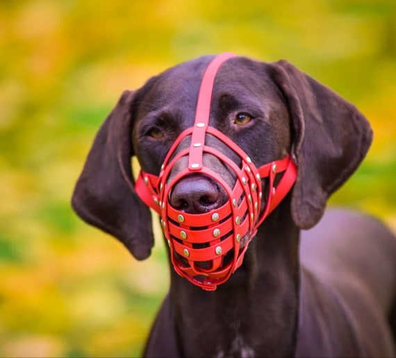 biothane dog muzzle