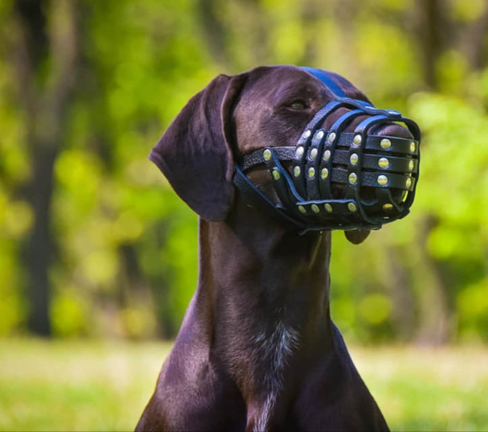 Doberman Muzzle Collie Muzzle Dog Muzzle Basket Dog Muzzle Etsy