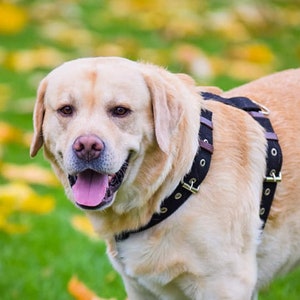 Large Medium Dog no Pull H-type Harness, Big Dog Harness, Medium Dog Harness, No Choke Dog Harness, Dog Harness XL, Adjustable Dog Harness
