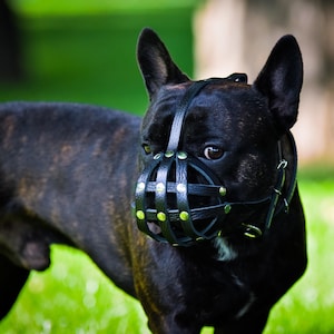 Puede incluir: Un bulldog francés negro con un bozal de cuero negro con remaches de latón. El perro está de pie sobre hierba verde con un fondo borroso de árboles y follaje. El pelaje del perro tiene un patrón atigrado.