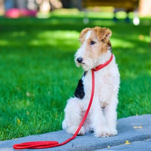 Rolled Leather Slip Lead Dog Leash: Soft Show Training Lead Red