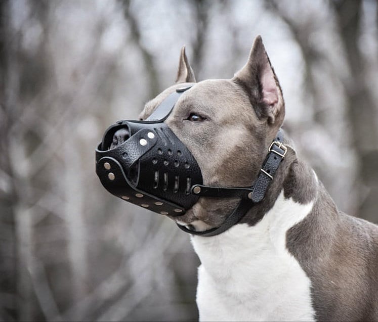 AmStaff Pit Bull Genuine Leather Dog Basket Muzzle Black 