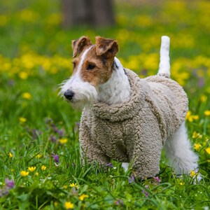 Puede incluir: Un perro Fox Terrier de alambre con un su&eacute;ter de vell&oacute;n beige est&aacute; de pie en un campo de hierba verde y flores silvestres amarillas. El perro tiene pelaje marr&oacute;n y blanco y una cola blanca. El fondo est&aacute; borroso.