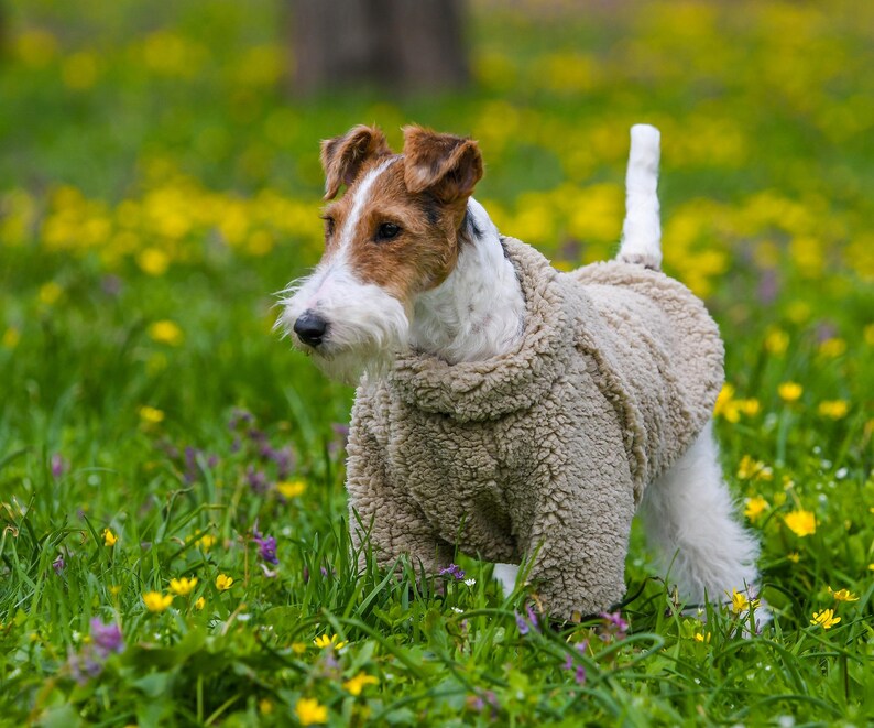 Puede incluir: Un perro Fox Terrier de alambre con un su&eacute;ter de vell&oacute;n beige est&aacute; de pie en un campo de hierba verde y flores silvestres amarillas. El perro tiene pelaje marr&oacute;n y blanco y una cola blanca. El fondo est&aacute; borroso.