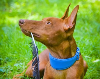 Soft Leather Greyhound Collar, Padded Wide Dog Collar, Personalized