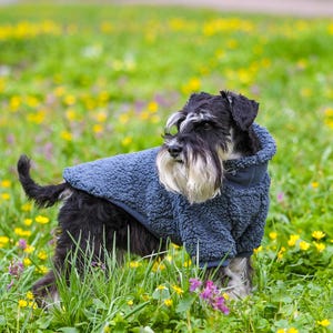 Puede incluir: Un perro Schnauzer negro y plateado con una chaqueta de forro polar azul est&aacute; de pie en un campo de hierba verde y flores silvestres amarillas y moradas. El perro tiene una larga barba blanca y mira hacia la izquierda.