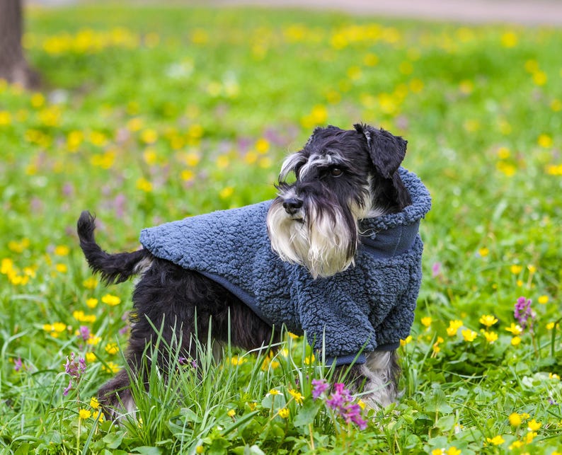 Puede incluir: Un perro Schnauzer negro y plateado con una chaqueta de forro polar azul est&aacute; de pie en un campo de hierba verde y flores silvestres amarillas y moradas. El perro tiene una larga barba blanca y mira hacia la izquierda.
