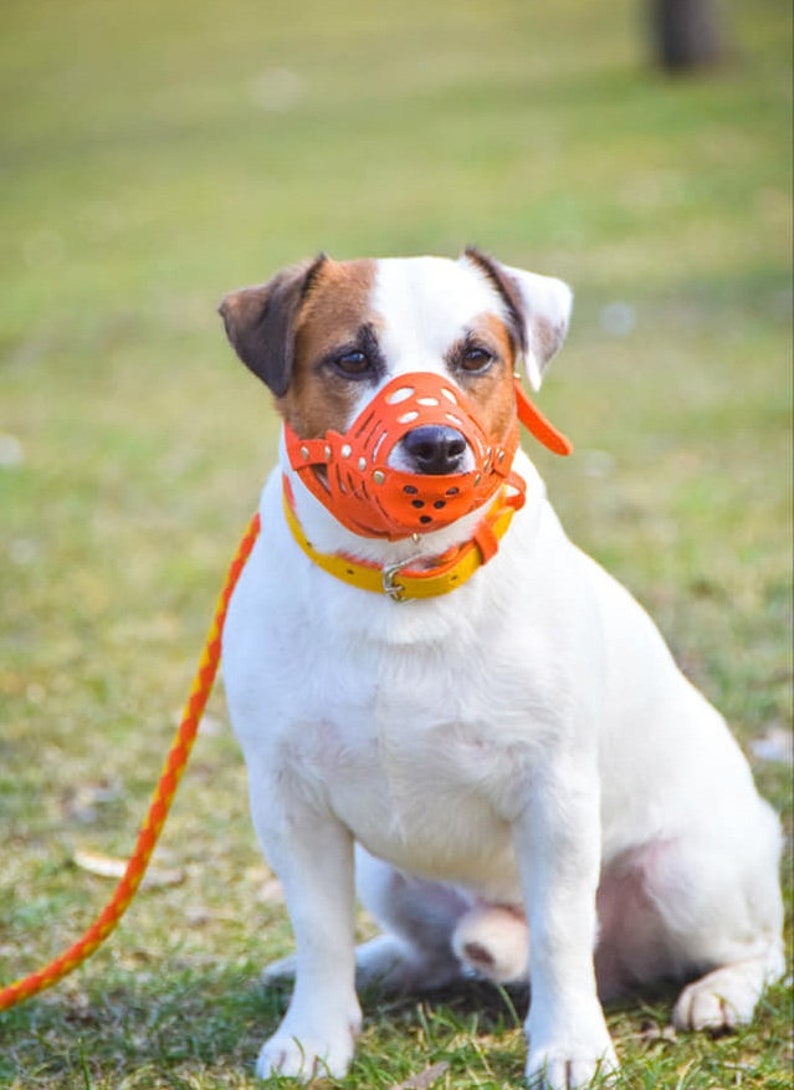 Leather Dog Muzzle Dog Muzzle Small Dog Muzzle Leather Pink Etsy