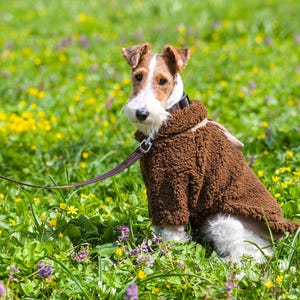 Puede incluir: Un perro Fox Terrier de pelo duro con un abrigo marr&oacute;n de osito de peluche est&aacute; sentado en un campo de hierba verde y flores silvestres. El perro tiene pelaje marr&oacute;n y blanco y una correa de cuero marr&oacute;n. El abrigo tiene un cuello y una correa.