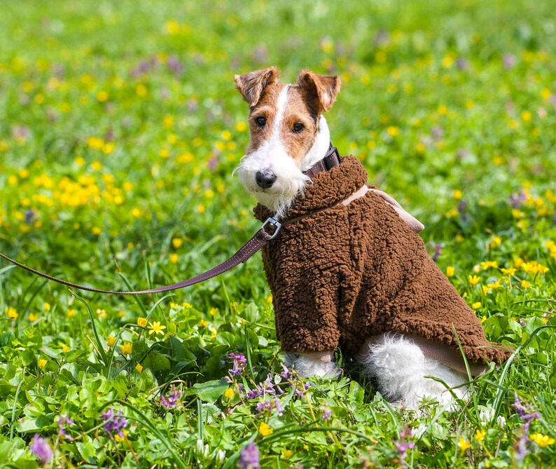 Puede incluir: Un perro Fox Terrier de pelo duro con un abrigo marr&oacute;n de osito de peluche est&aacute; sentado en un campo de hierba verde y flores silvestres. El perro tiene pelaje marr&oacute;n y blanco y una correa de cuero marr&oacute;n. El abrigo tiene un cuello y una correa.