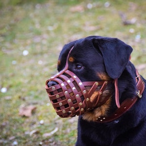 Puede incluir: Un perro Rottweiler negro y marr&oacute;n con un bozal de cuero marr&oacute;n con detalles met&aacute;licos. El perro mira hacia la derecha del encuadre.