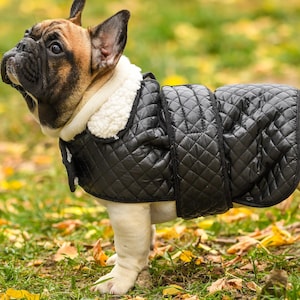May include: A French Bulldog wearing a black quilted dog coat with a white fleece collar. The dog has a brown and white coat and is standing on green grass with fallen leaves.