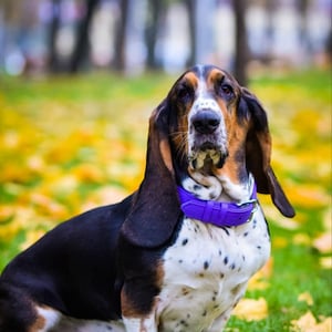 Purple Leather Dog Collar Personalized, Dog Collar Leather Purple, Premium Soft Leather Quality Handmade Dog Collar with Tag, Violet Collar
