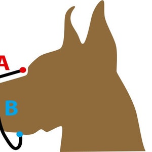 Puede incluir: La cabeza de un perro marr&oacute;n con un hocico negro y una correa azul etiquetada con "B". Una l&iacute;nea negra con puntos rojos en cada extremo est&aacute; etiquetada con "A".