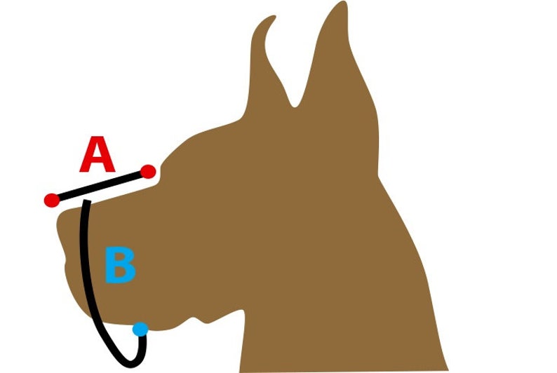 Puede incluir: La cabeza de un perro marr&oacute;n con un hocico negro y una correa azul etiquetada con "B". Una l&iacute;nea negra con puntos rojos en cada extremo est&aacute; etiquetada con "A".