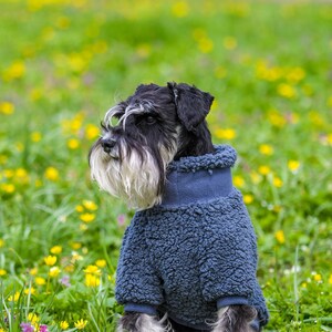Puede incluir: Un Schnauzer miniatura blanco y negro con un su&eacute;ter azul de forro polar para perros, sentado en un campo de hierba verde y flores silvestres amarillas. El perro tiene una barba y cejas largas y blancas. El su&eacute;ter tiene un cuello alto y cubre el cuerpo del perro.