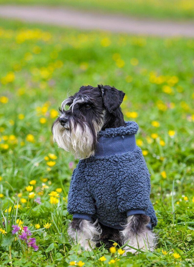 Puede incluir: Un Schnauzer miniatura blanco y negro con un su&eacute;ter azul de forro polar para perros, sentado en un campo de hierba verde y flores silvestres amarillas. El perro tiene una barba y cejas largas y blancas. El su&eacute;ter tiene un cuello alto y cubre el cuerpo del perro.