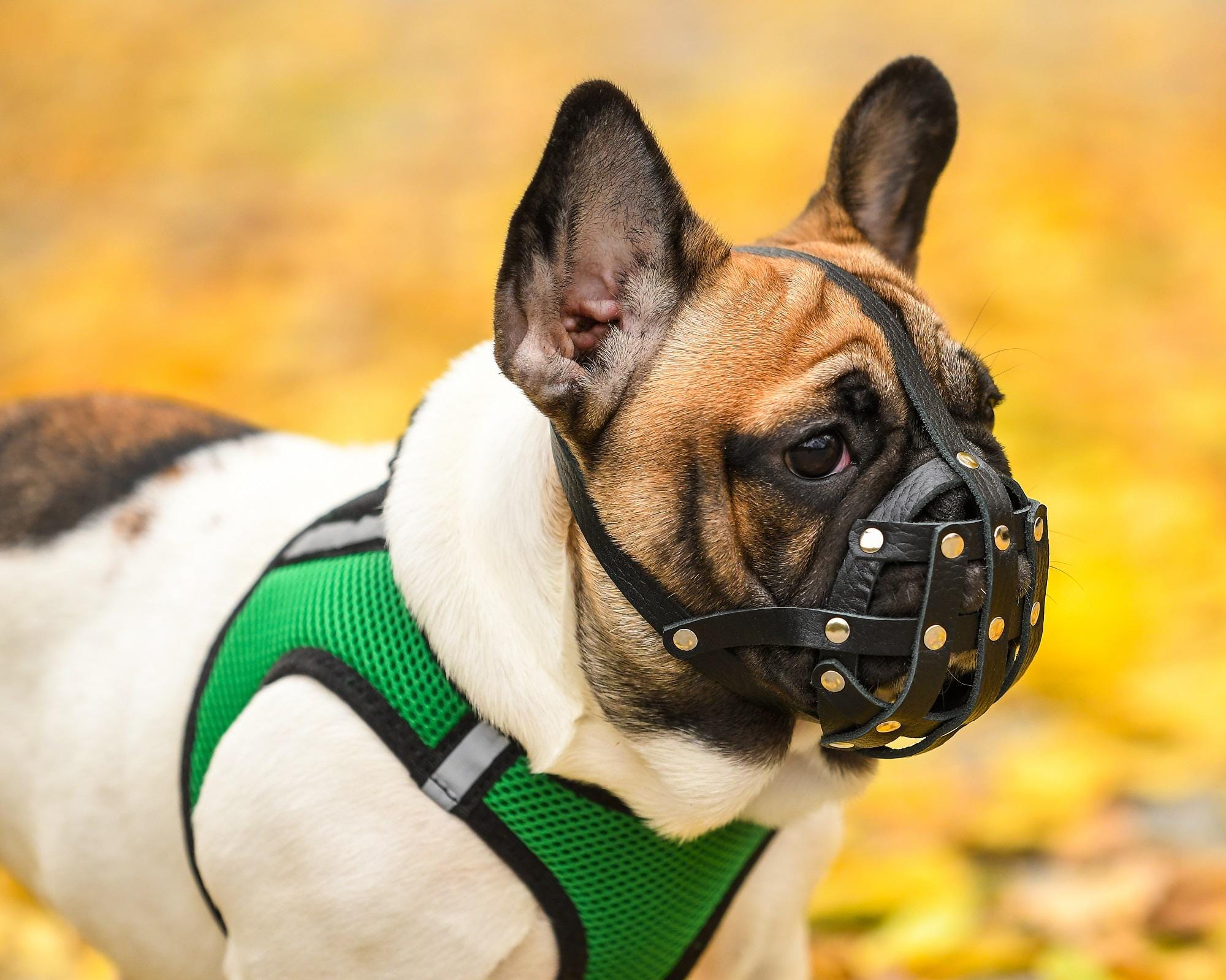 Migliori Museruola Per Bulldog Francese (con Recensioni - Foto 2