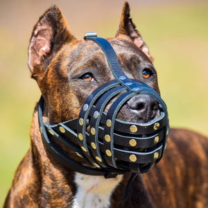 Leather Dog Muzzle for Pitbull, AmStaff, Bull Terrier