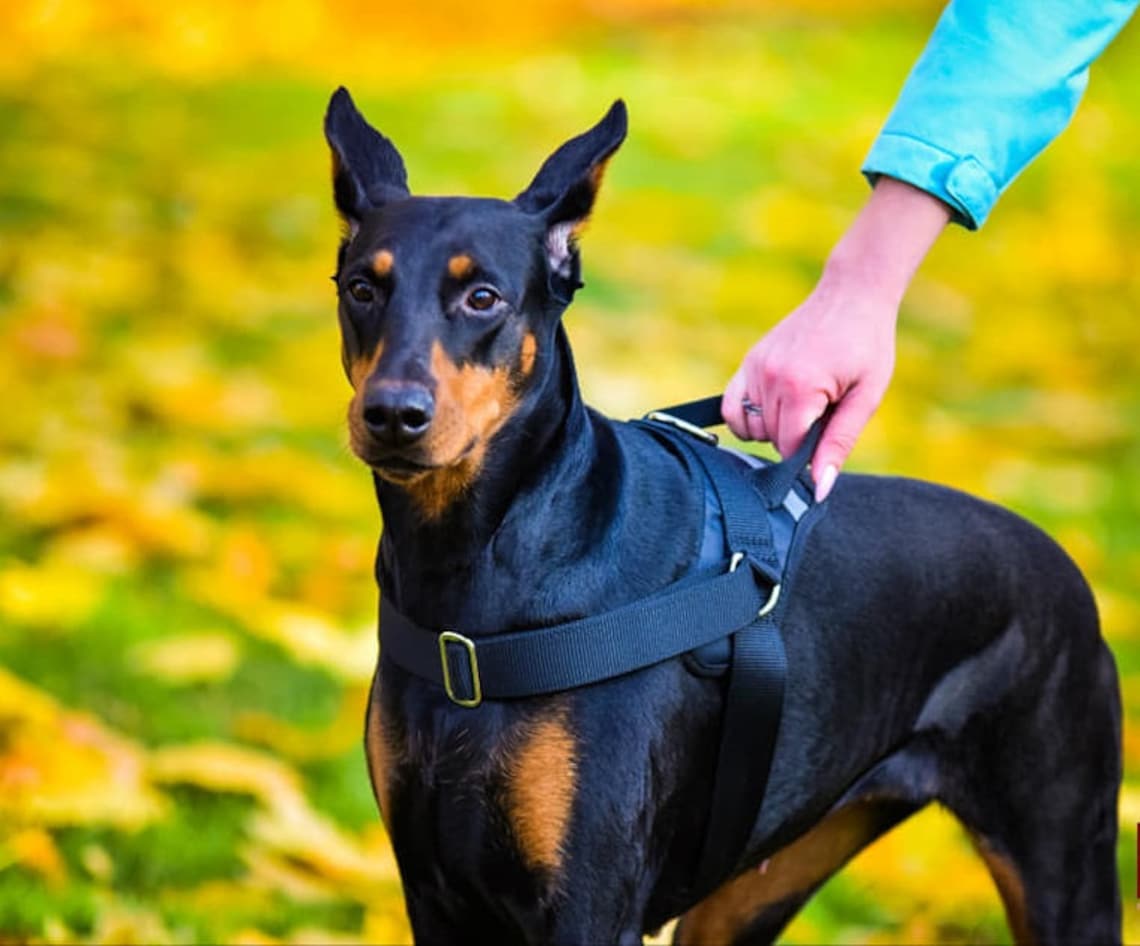 Dog Harness Handle Dog Harness XL Dog Harness Nylon Dog Etsy Australia