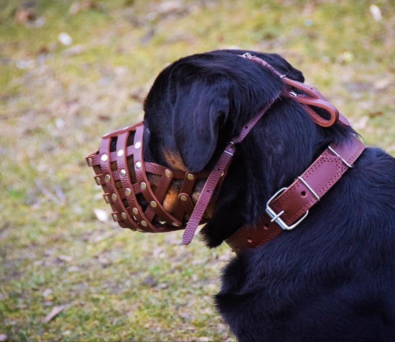 Puede incluir: Un perro negro con un bozal de cuero marr&oacute;n con remaches met&aacute;licos. El bozal est&aacute; dise&ntilde;ado para evitar que el perro muerda.