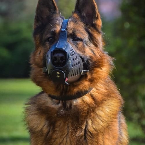 german shepherd with muzzle