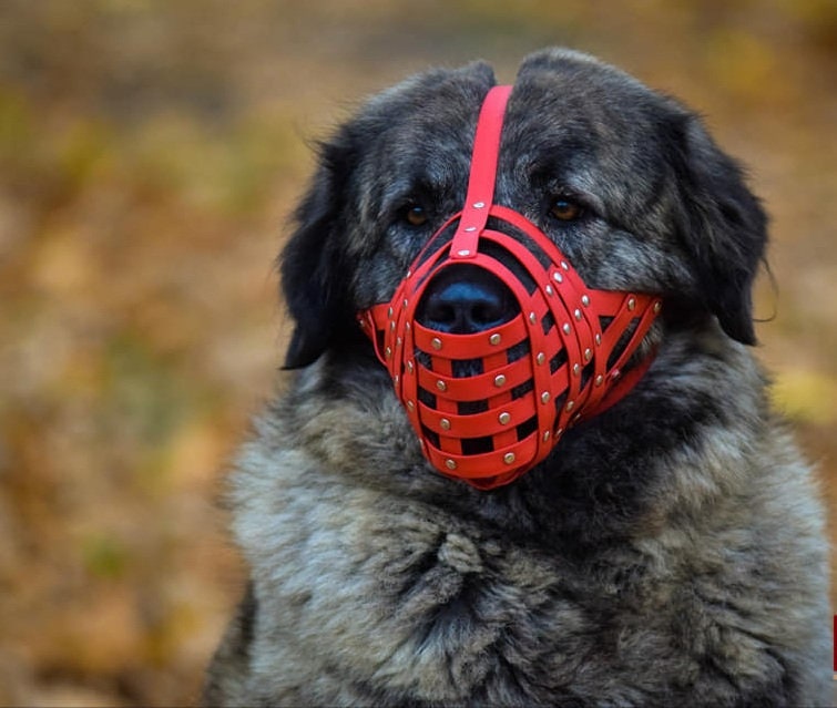 biothane dog muzzle