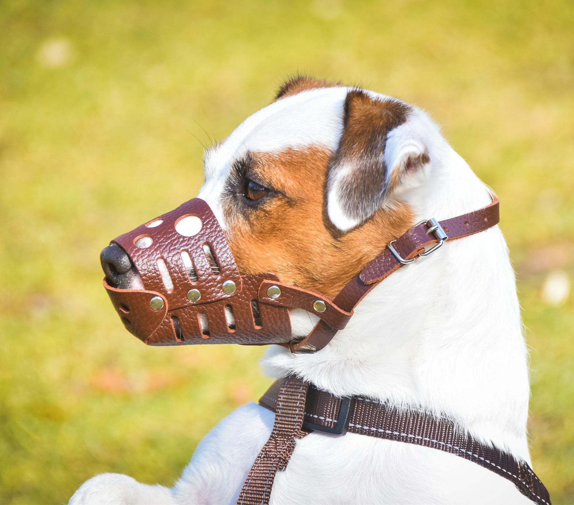 L&J Pets Uk Lichte lederen hondenmuilkorf voor Engelse bull terrier en