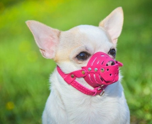 Estadísticas tierra Histérico Bozal de cuero para perros Bozal para perros Pequeño Bozal - Etsy España