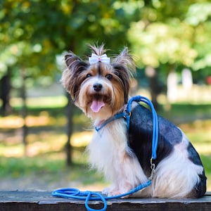 Rolled Leather Dog Harness with Matching Leasher from Soft Calf Leather, No-Pull, for Small and Medium Dog Breeds: Havanese, Bichon Frise