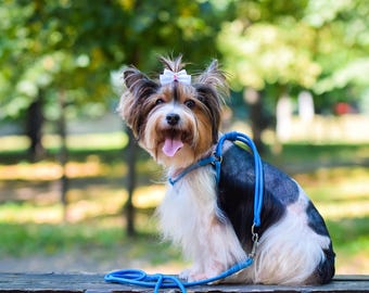 Rolled Leather Dog Harness with Matching Leasher from Soft Calf Leather, No-Pull, for Small and Medium Dog Breeds: Havanese, Bichon Frise