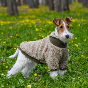 Puede incluir: Un perro Fox Terrier de pelo duro con un abrigo para perro de sherpa color beige con un cuello verde, de pie en un campo de hierba verde y flores amarillas. El perro tiene pelo marr&oacute;n y blanco.