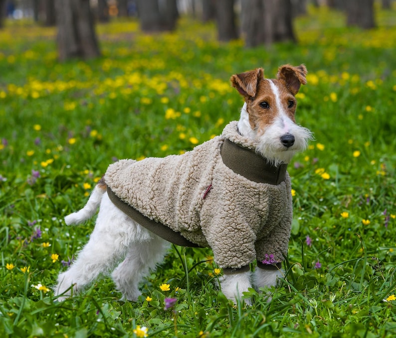 Puede incluir: Un perro Fox Terrier de pelo duro con un abrigo para perro de sherpa color beige con un cuello verde, de pie en un campo de hierba verde y flores amarillas. El perro tiene pelo marr&oacute;n y blanco.