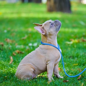 Rolled Leather Slip Lead Dog Leash: Soft Show Training Lead Blue