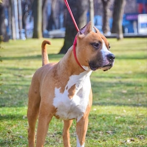 May include: A brown and white American Staffordshire Terrier dog standing on a grassy field, wearing a red collar and leash.