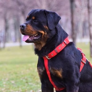 Large Medium Dog no Pull no Choke H-type Adjustable Dog Harness in Khaki Green Red Black Girl Dog Harness Boy Dog Harness M L XL dog harness