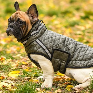 May include: A French Bulldog wearing a quilted olive green dog jacket with reflective stripes. The dog has a brown and black coat with white markings. The dog is sitting on grass and fallen leaves.